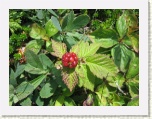 Bakeapple - wild berry * 2592 x 1944 * (1.42MB)